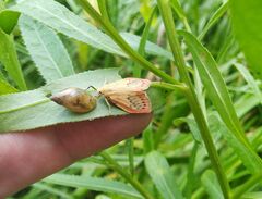 Miltochrista miniata