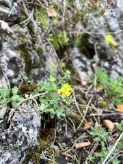 Alyssum montanum