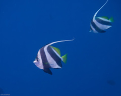 Heniochus diphreutes