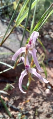 Disa biflora