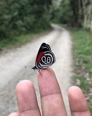 Diaethria clymena