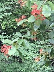 Viburnum sieboldii