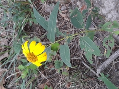 Helianthus hirsutus