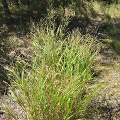 Panicum virgatum