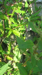 Amaranthus tuberculatus