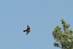 Ptyonoprogne rupestris