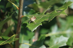 Schistocerca lineata