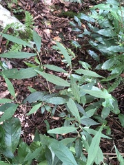 Callicarpa randaiensis