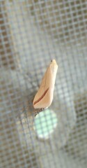 Rhodometra sacraria