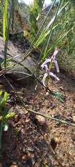 Disa biflora