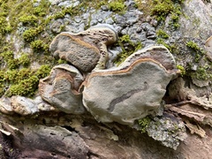 Phellinus igniarius