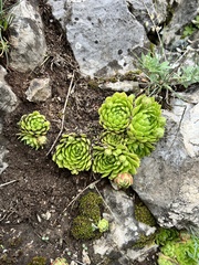 Sempervivum globiferum