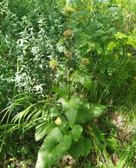 Phlomoides tuberosa