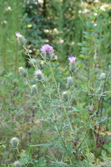 Cirsium discolor