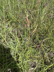 Gaura