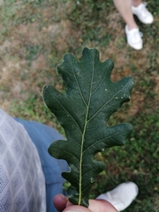 Quercus