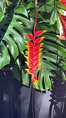 Heliconia rostrata