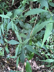 Callicarpa randaiensis