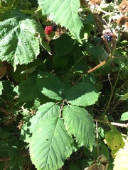 Rubus armeniacus
