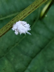Flatormenis proxima