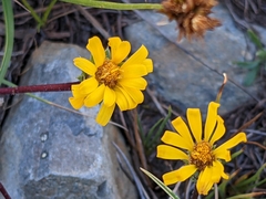 Pyrrocoma apargioides