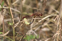 Sympetrum costiferum