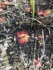 Drosera trinervia