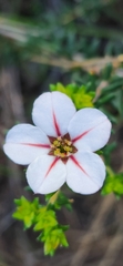 Adenandra