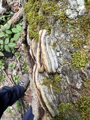 Phellinus igniarius