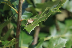 Schistocerca lineata