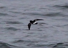 Hydrobatidae
