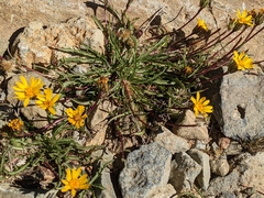 Pyrrocoma apargioides