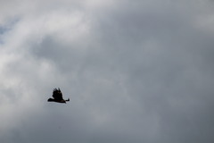Cathartes aura image