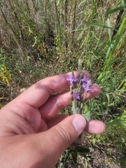 Verbena stricta
