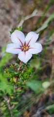 Adenandra