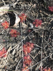 Drosera trinervia