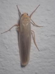 Eilema