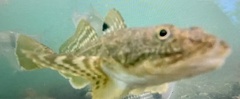 Leptocottus armatus