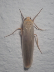 Eilema