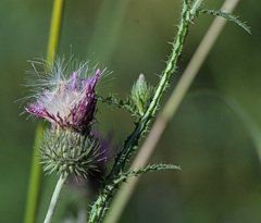 Carduus