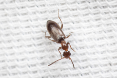Anthicidae