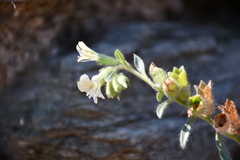 Hyoscyamus albus