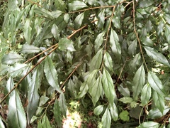 Rhamnus pilushanensis