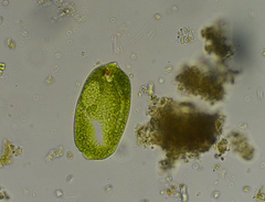 Euglena