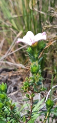 Adenandra