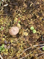 Cystoderma