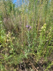 Verbena stricta