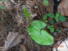 Liparis greenwoodiana