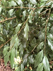 Rhamnus pilushanensis
