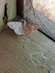 Anticarsia gemmatalis